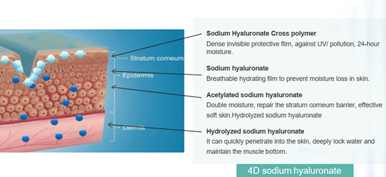 4D Natriumhyaluronat (HA)