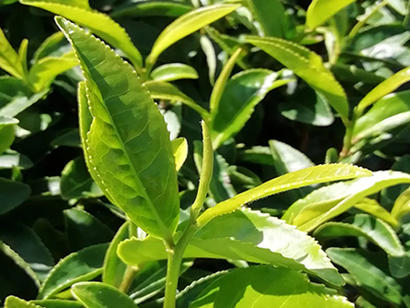 Warum Terroir für die Qualität von hochwertigem Matcha-Pulver wichtig ist?